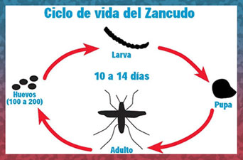 Zancudo Life Cycle